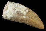 Serrated, Carcharodontosaurus Tooth - Real Dinosaur Tooth #121506-1
